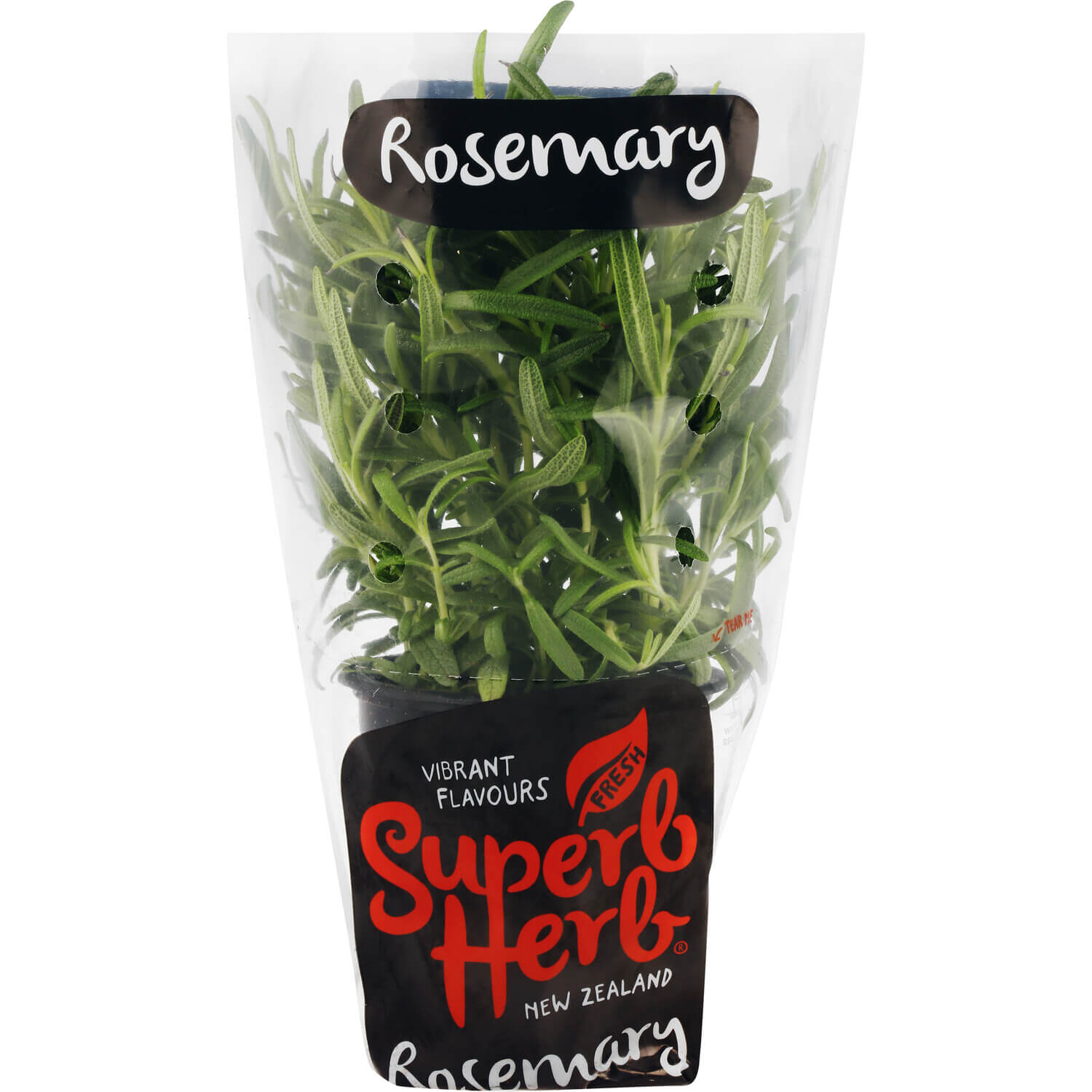 Superb Herb Rosemary - Pot