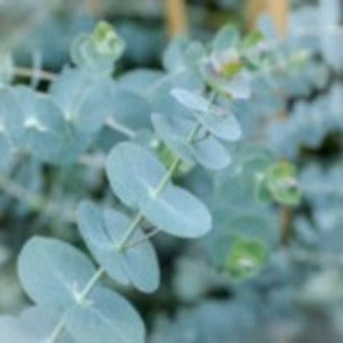 Eucalyptus - Baby Blue 5 stems