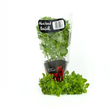 Superb Herb Mini Leaf Basil - Pot