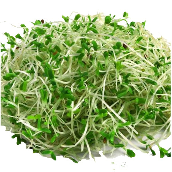 Alfalfa Sprouts 100gm